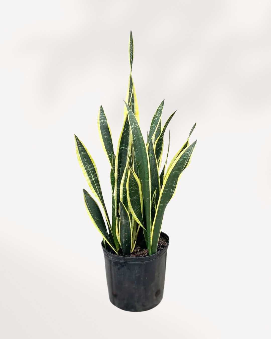 Snake Plants - Low Light